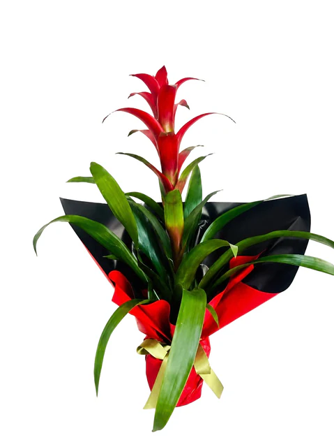 Tropical Ember Kırmızı Guzmaniya — Halkalı Sevinç Çiçekçilik