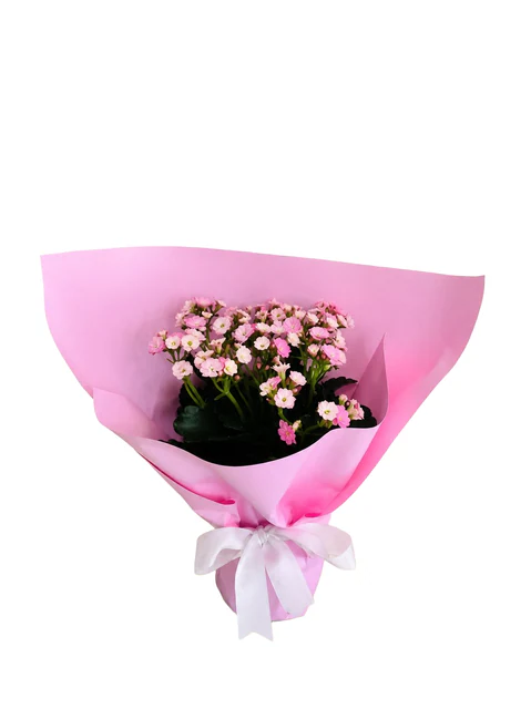 Pembe Selam Kalanşo — Halkalı Sevinç Çiçekçilik