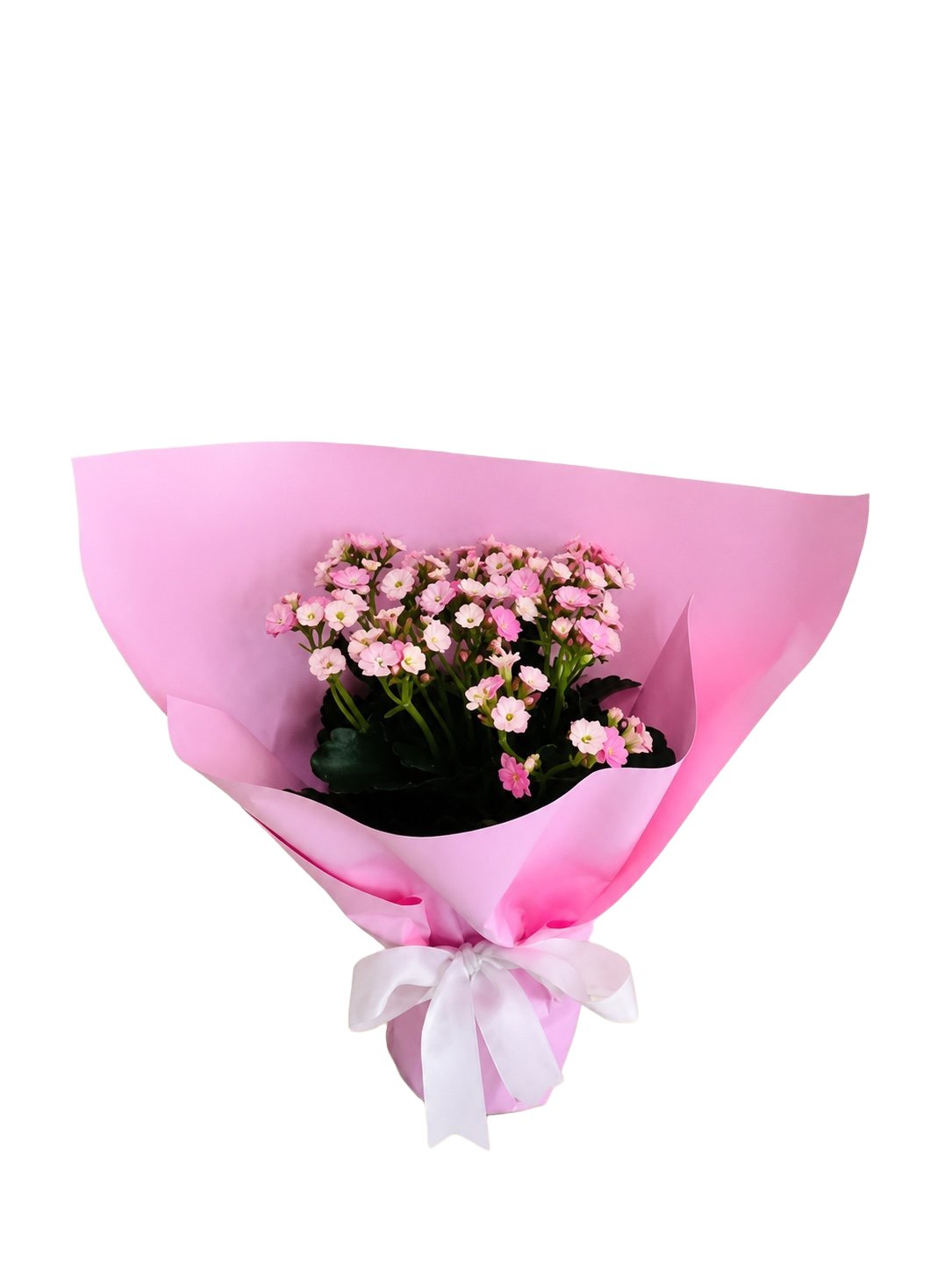 Pembe Selam Kalanşo