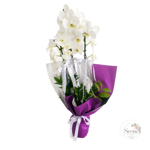 Violet Embrace Beyaz Orkide — Halkalı Sevinç Çiçekçilik