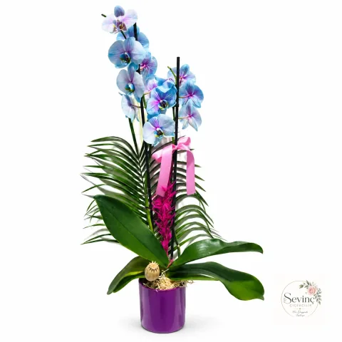 Blue Reverie Mor Saksıda Pastel Orkide — Halkalı Sevinç Çiçekçilik