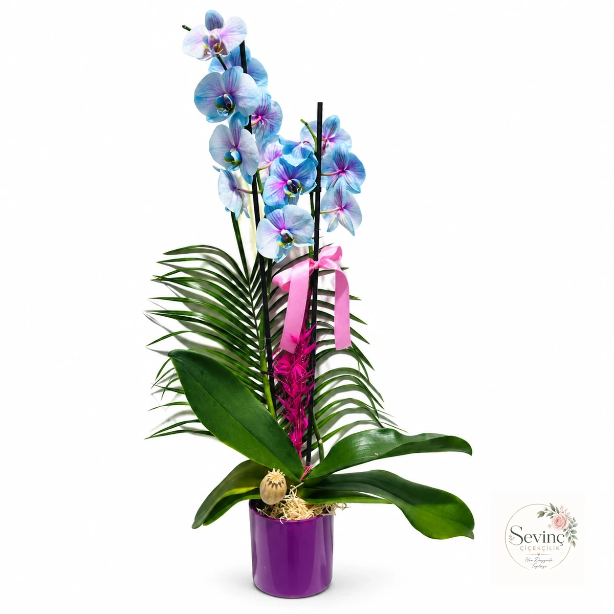 Blue Reverie Mor Saksıda Pastel Orkide