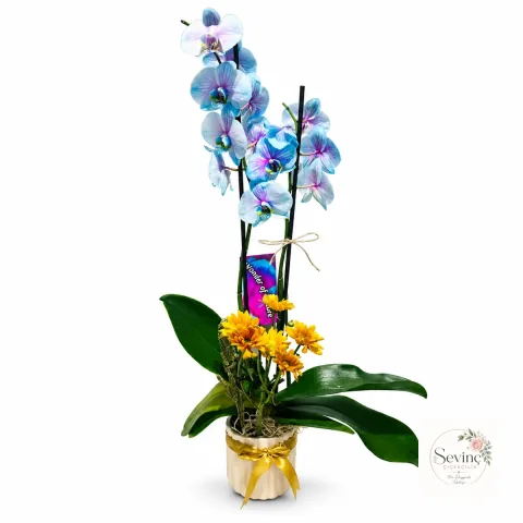 Blue Honey Renkli Krizantemli Pastel Orkide — Halkalı Sevinç Çiçekçilik