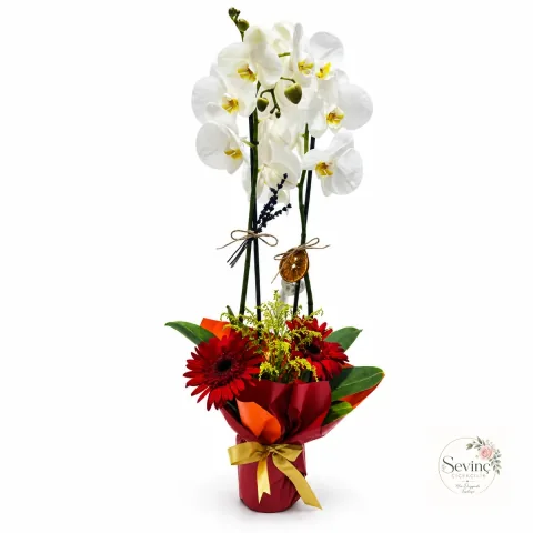Rouge & Ivory Renkli Orkide ve Gerbera Aranjmanı — Halkalı Sevinç Çiçekçilik