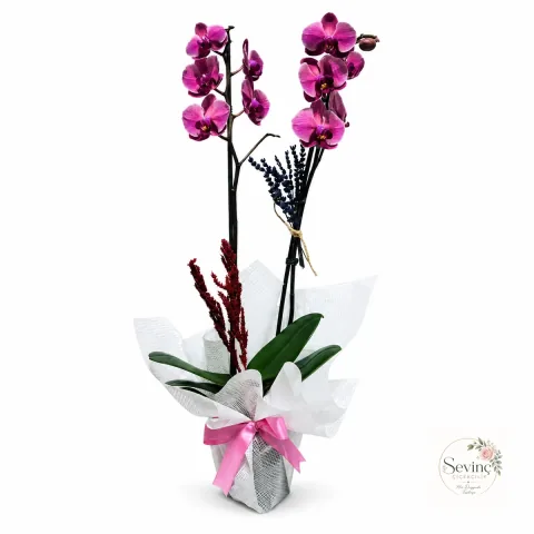 Silk Reverie Renkli Orkide Tasarımı — Halkalı Sevinç Çiçekçilik