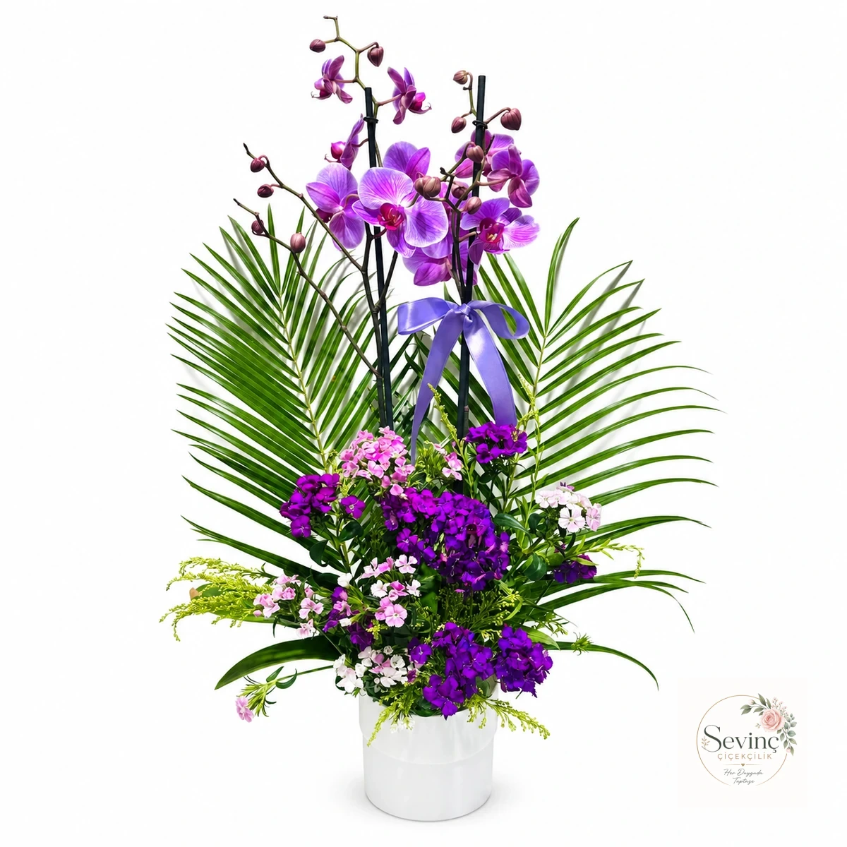 Violet Conservatory Renkli Saksıda Orkide Bahçesi