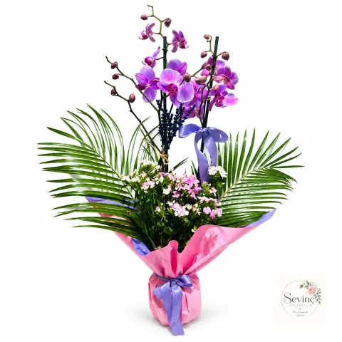 Purple Ballad Hüsnüyusuflu Renkli Orkide — Halkalı Sevinç Çiçekçilik